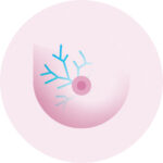 Symptome_Sein_Veines_plus_visibles
